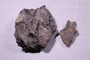 PE 91701_fossil
