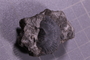 PE 91707_fossil
