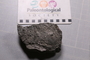 PE 91754_fossil