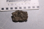 PE 91763_fossil