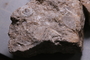 PE 91774_fossil2