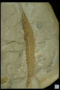 PP 10843 fossil