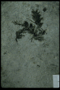 PP 16379 fossil