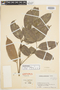 Protium colombianum Cuatrec., COLOMBIA, J. Cuatrecasas 17560, Paratype, F