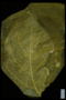 PP 34188 fossil