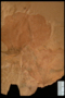 PP 43793 fossil