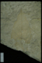 PP 45387 fossil