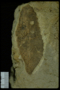PP 45610 fossil