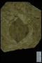 PP 45628 fossil