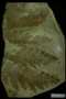 PP 45631 fossil