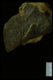 PP 45636 fossil