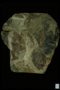 UC 22339 fossil