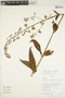 Gloxinia xanthophylla (Poepp.) Roalson & Boggan, Peru, R. B. Foster 10352, F