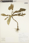 Napeanthus andinus Donn. Sm., Peru, R. B. Foster 10924, F