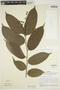 Banara nitida Spruce ex Benth., Peru, J. Schunke Vigo 3632, F