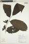 Banara guianensis Aubl., Peru, B. Boyle 4683, F