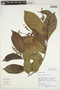 Homalium racemosum Jacq., Peru, M. Rimachi Y. 11245, F