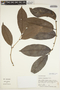 Laetia ovalifolia J. F. Macbr., Peru, M. Rimachi Y. 7885, F