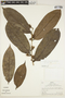 Laetia ovalifolia J. F. Macbr., Peru, R. B. Foster 4428, F