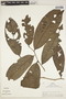 Laetia ovalifolia J. F. Macbr., Peru, R. B. Foster 4821, F