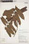 Laetia procera (Poepp.) Eichler, Peru, J. J. Pipoly 14206, F