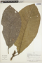 Mayna grandifolia (H. Karst.) Warb., Peru, J. Revilla 1141, F