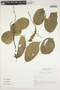 Neosprucea grandiflora (Spruce ex Benth.) Sleumer, Ecuador, J. Jaramillo 12903, F