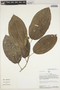 Neosprucea montana Cuatrec., Peru, R. B. Foster 9165, F