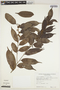 Casearia arborea (Rich.) Urb., Peru, C. Davidson 5352, F