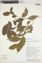 Casearia acuminata DC., Peru, Rod. Vasquez 15177, F