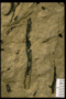 PP 33631 fossil