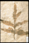 PP 23187 fossil