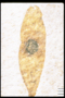 PP 45915 fossil