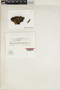 Hypocenomyce friesii (Ach.) P. James & Gotth. Schneid., Australia, W. A. Weber s.n., Isotype, F