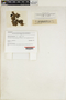 Imbricaria physodes [ined.?], Switzerland, L. Rabenhorst s.n., Type [status unknown], F