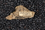 2023 IMLS Devonian Digitization Project - Trilobite labels