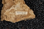 2023 IMLS Devonian Digitization Project - Trilobite labels