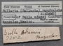 7282 Bulla punctulata label FMNH IZ