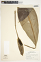 Spathiphyllum friedrichsthalii image