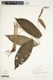 Spathiphyllum floribundum image