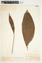 Spathiphyllum friedrichsthalii image
