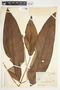 Spathiphyllum friedrichsthalii image