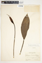 Spathiphyllum friedrichsthalii image