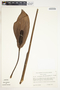 Spathiphyllum friedrichsthalii image
