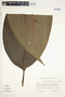 Spathiphyllum friedrichsthalii image