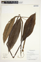Spathiphyllum friedrichsthalii image