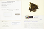 The complete conversion and digitization of the Field Museum's Bryophyte collection: Working towards a networking hub of bryophyte specimen and taxonomic data