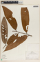 Virola calophylla (Spruce) Warb., Peru, R. B. Foster 4920, F
