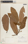 Virola calophylla (Spruce) Warb., Peru, R. B. Foster 4211, F