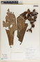Virola calophylla (Spruce) Warb., Peru, R. B. Foster 12080, F